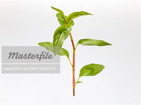 Coriandre vietnamienne (Polygonum odoratum ou Persicaria odoratum)
