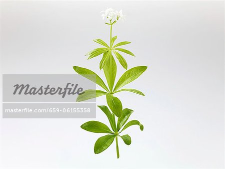 Woodruff with flower Woodruff with flower