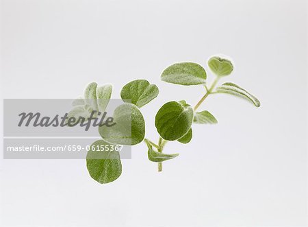 Dittany of Crete (Origanum dictamnus) Dittany of Crete (Origanum dictamnus)