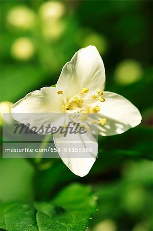 Eine Jasminblüte