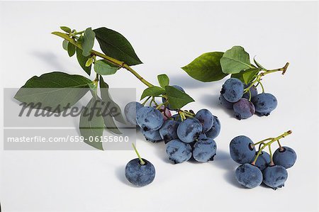 Blueberries with twigs and leaves