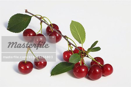 Cerises aigres avec des feuilles et des brindilles Cerises aigres avec des feuilles et des brindilles