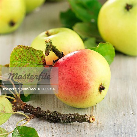 Pommes Elstar biologiques avec des feuilles et des brindilles Pommes Elstar biologiques avec des feuilles et des brindilles