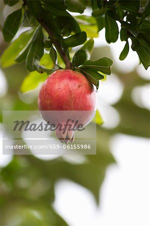 Ein Granatapfel Übergabe auf einem Baum