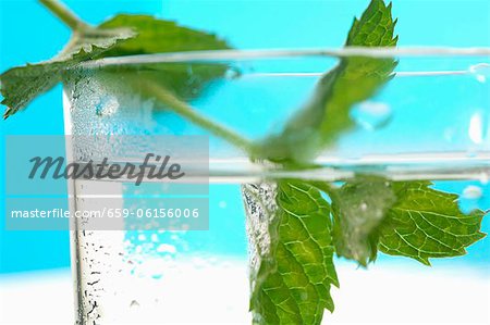 Menthe fraîche dans un verre d'eau (gros plan)