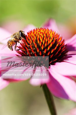 Une fleur d'échinacée rouge et une abeille