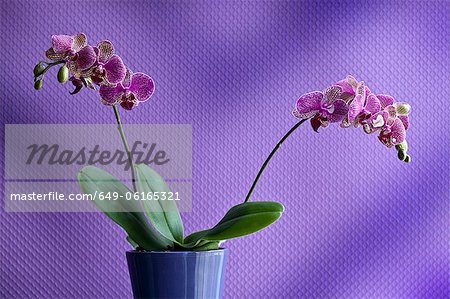 Fleur d'orchidée en pot à l'intérieur