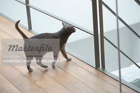 Cat walking on a hardwood floor