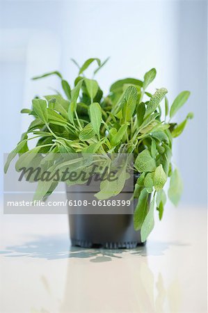 Close-up of a sage herbal plant