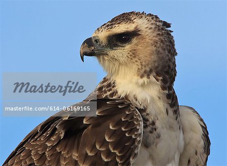 Jeune Martial Eagle, Kgalagadi Transfrontier Park, Afrique