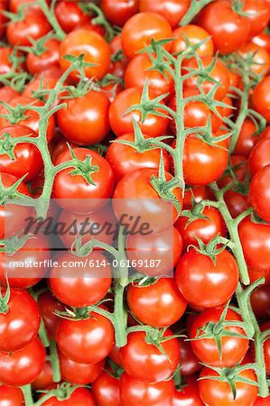 Tomatoes on vines