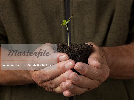 Man holding seedling Man holding seedling