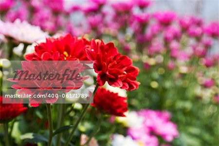 Colorful Red chrysanthemum  flowers in garden