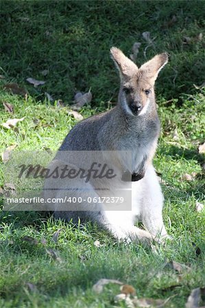 Wallaby sitting in the grass at a park