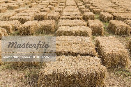 Field with bales of hay or straw countryside at harvest time