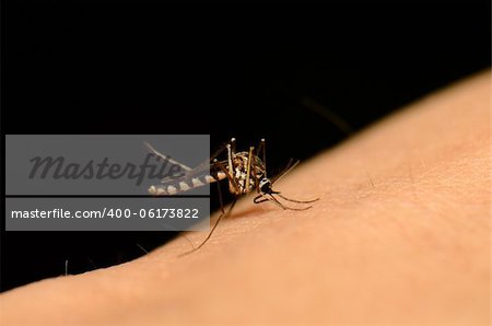 female mosquito sucking my blood in Thai forest