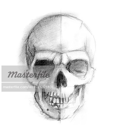 Drawing human skull. Illustration on white background