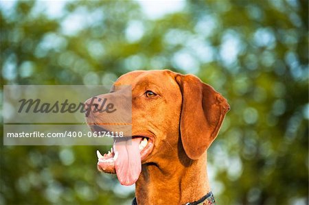 A closeup shot of a happy looking Visla dog (Hungarian pointer) .