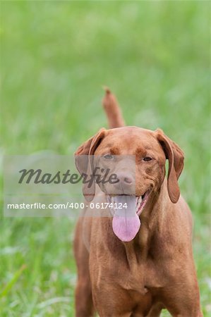 A happy looking Vizsla dog (Hungarian pointer) stands in a green field.