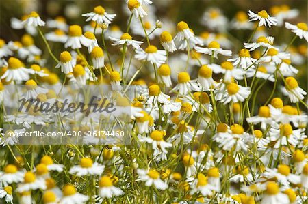 Chamomile flowers on a meadow in summer