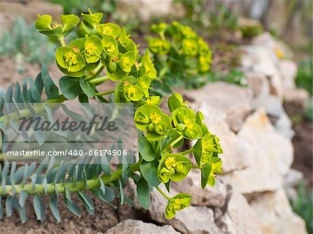 Green and yellow flowered Euphorbia in rocky garden
