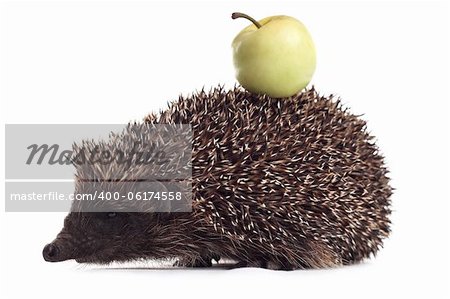 hedgehog with apple