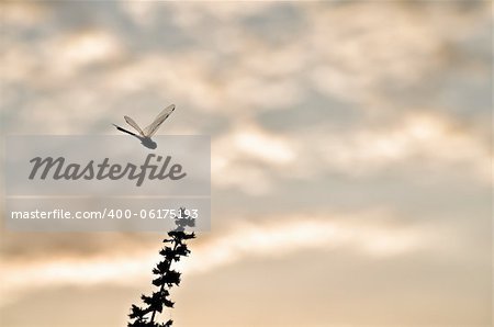 silhouette dragonfly in garden or in green nature