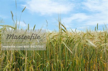 organic green grains field in summer time with blue sky
