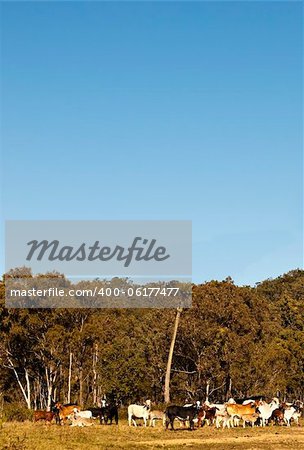 Australian Beef Cattle with Blue Sky copy space