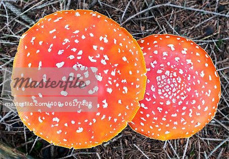 View of head Amanita muscaria (fly agaric) from above