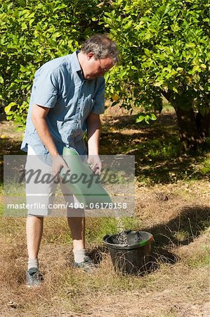 Agricultural worker fertilizing a citrus plantation with phosphate