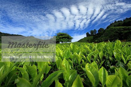 Tea plantation at Malaysia, Cameron Highlands.