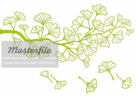 ginkgo tree branch with green leaves, vector background