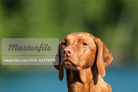 A closeup shot of a Visla dog (Hungarian pointer) with a blue and green background.