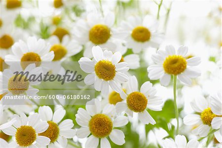 Camomile, Hamburg, Germany