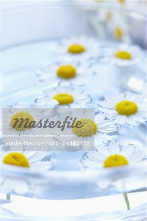 Camomile in Bowl of Water