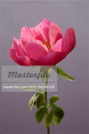 Peony Flower