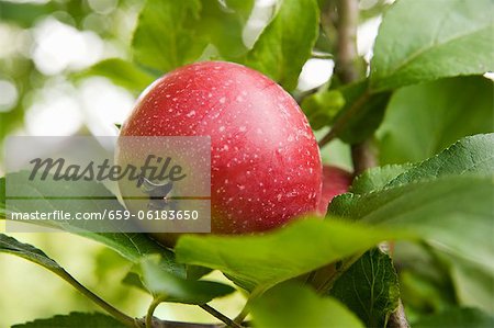 Une pomme rouge dans un arbre