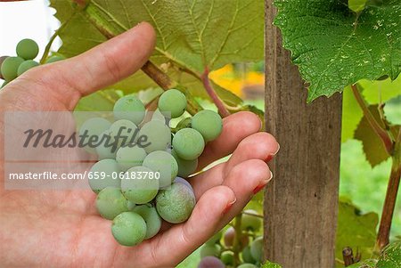 Hand Inspecting Grapes on the Vine