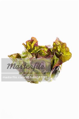 Head of Red Leaf Lettuce Head of Red Leaf Lettuce