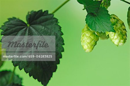 Hops shoots on a twig