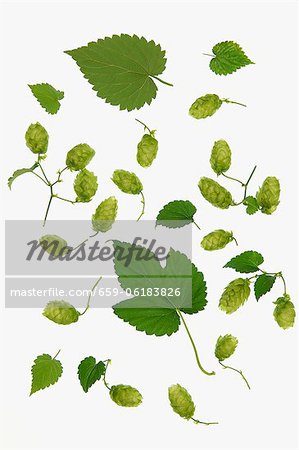 Hops leaves and hops shoots