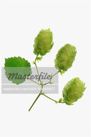Pousses de houblon et une feuille Pousses de houblon et une feuille
