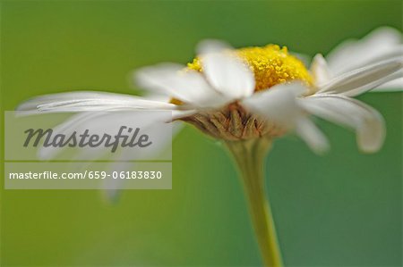 Une fleur de camomille (gros plan)