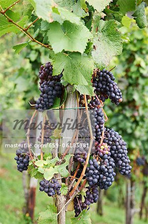 Raisins de Pinot noir sur une plante grimpante