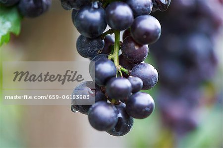 Pinot noir grapes
