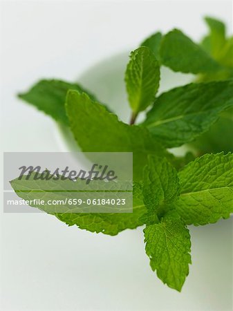 Menthe fraîche