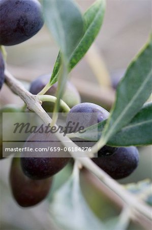 Olives on a sprig (close-up)