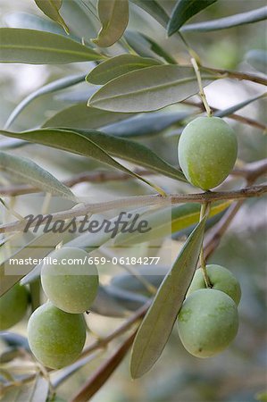 Olives vertes sur la branche Olives vertes sur la branche