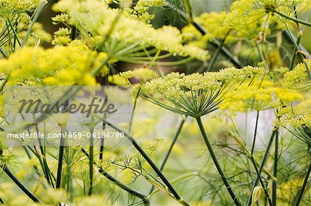 Blühende Fenchel